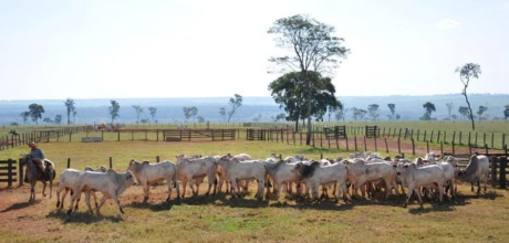 Famasul orienta produtores a declararem rebanho at&eacute; 1&ordm; de junho em MS
