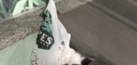 Associa&ccedil;&atilde;o denuncia mulher por abandonar gato em frente a com&eacute;rcio de Coxim; a&ccedil;&atilde;o foi registrada 