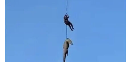 Crocodilo suspeito de ter devorado homem &eacute; i&ccedil;ado por helic&oacute;ptero