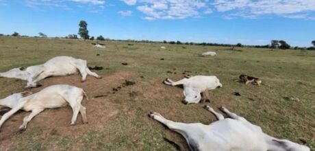 Frio mais intenso preocupa produtores rurais em MS ap&oacute;s mortes de bovinos