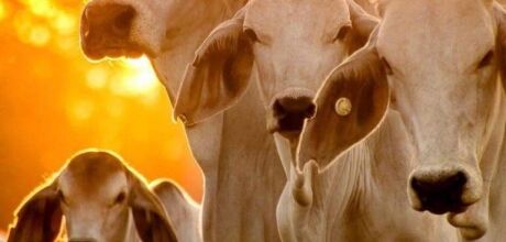 Produtores de MS t&ecirc;m &uacute;ltimos dias para declarar rebanho &agrave; Iagro