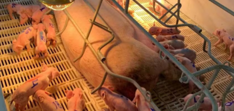 Leitoa d&aacute; &agrave; luz 33 leit&otilde;es no primeiro parto e bate recorde em granja de MS
