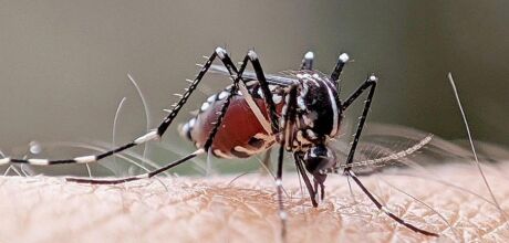Dengue segue sob controle em Coxim, enquanto chikungunya avan&ccedil;a em munic&iacute;pios de Mato Grosso do Sul