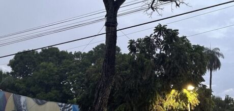 Prefeitura de  Coxim se  mobiliza para preservar o Pé de Cedro,  símbolo da  cidade