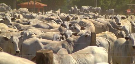 Boi gordo: peso ao abate aumenta 1% ao ano com animais cada vez mais jovens