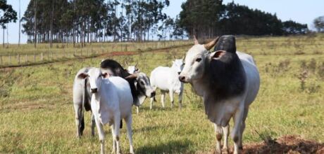 Pecuaristas devem atualizar cadastro de rebanhos na Iagro até o dia 30 de novembro