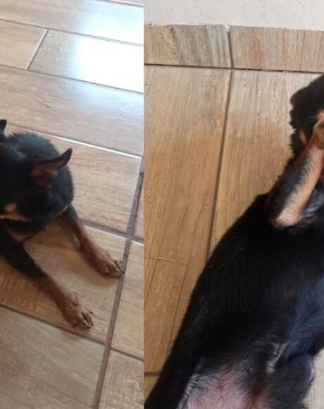 Cachorro Scoob desaparece perto de escola em S&atilde;o Gabriel do Oeste
