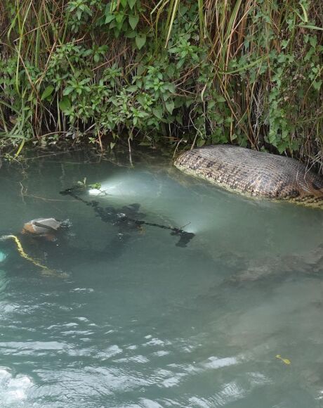 Fot&oacute;grafo encontra as sucuris gigantes de Bonito