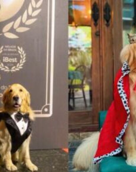 Cachorro de MS ganha pr&ecirc;mio e posa como 'mais sexy do Brasil'