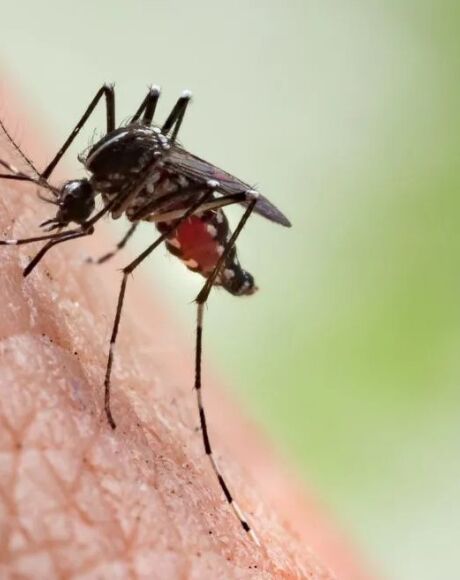 Coxim registra 22 Casos prov&aacute;veis de Chikungunya, com maior incid&ecirc;ncia em regi&otilde;es espec&iacute;ficas