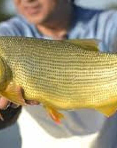 Pesca do Dourado &eacute; Proibida em MS at&eacute; 2027