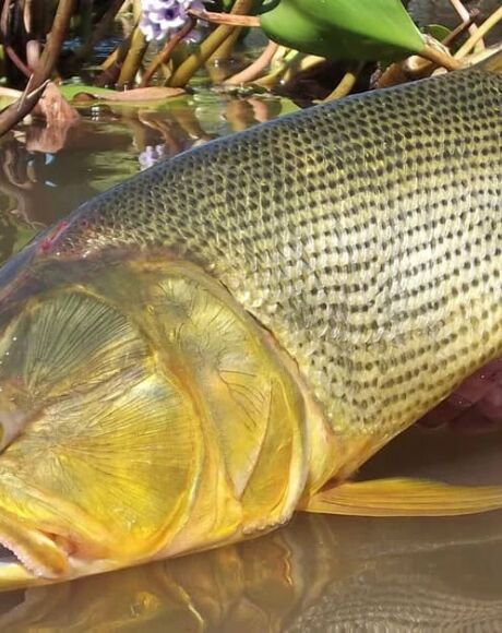 Deputados aprovam prorroga&ccedil;&atilde;o da proibi&ccedil;&atilde;o da captura do Dourado por mais dois anos