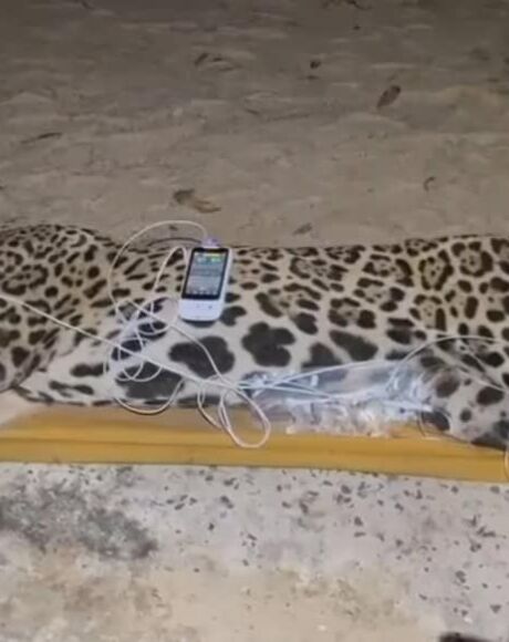 On&ccedil;a-pintada que matou caseiro no Pantanal &eacute; capturada
