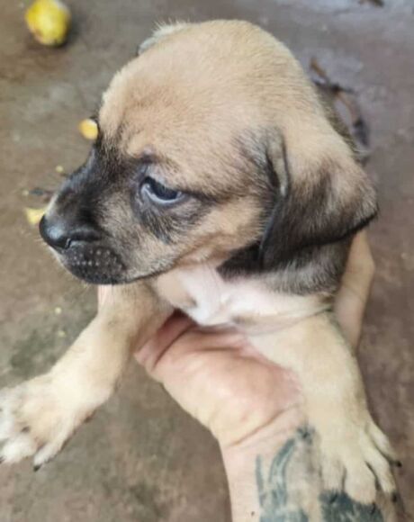 D&ecirc; amor e receba lealdade: filhotes procuram um lar em S&atilde;o Gabriel do Oeste
