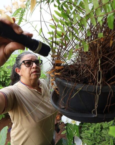 Mapeamento revela aumento de dengue e Chikungunya em &aacute;reas rurais de MS