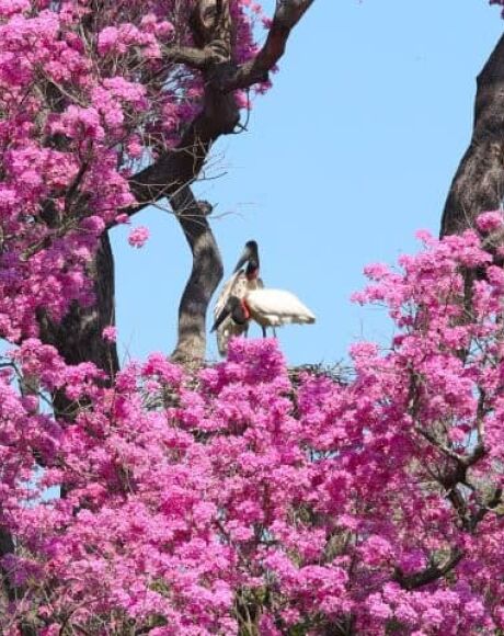 Pantanal registra maior redu&ccedil;&atilde;o percentual de supress&atilde;o vegetal entre biomas brasileiros em 2024
