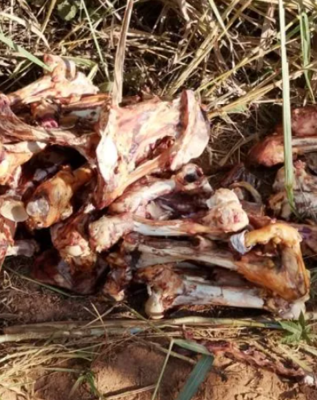 Moradores denunciam descarte irregular de ossadas de animais em estrada rural de Rio Verde