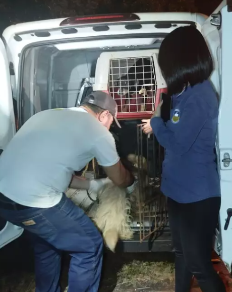 Servidora p&uacute;blica presa por maus-tratos a animais em Dourados &eacute; liberada pela Justi&ccedil;a
