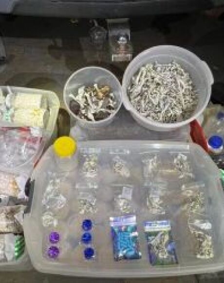 Homem &eacute; preso com laborat&oacute;rio caseiro e cultivo de 'cogumelos m&aacute;gicos' em MS