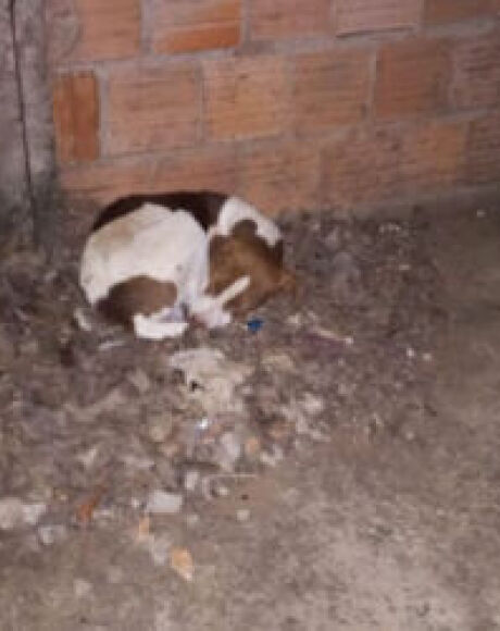Idosa sofre ao ver doguinho encolhido de frio em cal&ccedil;ada