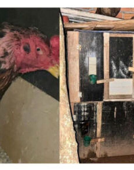 Casa de rinha de galo localizada a menos de 100 metros de quartel da PM &eacute; fechada em MS
