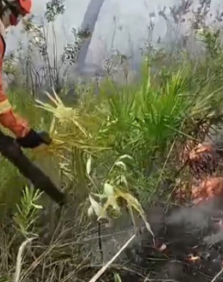Bombeiros combatem inc&ecirc;ndio florestal em divisa de fazendas no Pantanal
