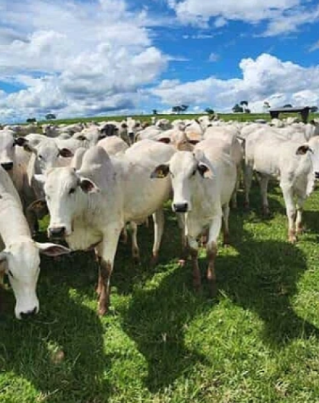 Fraude envolvendo venda de gado leva empres&aacute;ria a perder R$ 60 mil em Rio Verde de Mato Grosso
