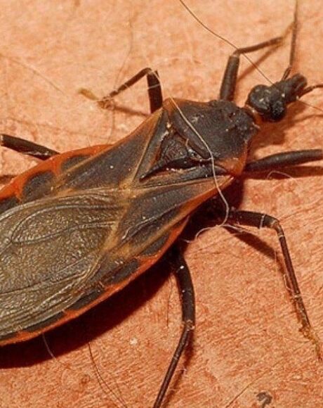 Monitoramento aponta presen&ccedil;a de vetores de Chagas e leishmaniose e identifica focos em MS