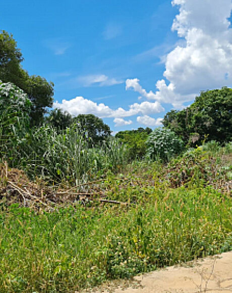 Prefeitura endurece fiscaliza&ccedil;&atilde;o e cobra limpeza imediata de terrenos abandonados em Coxim