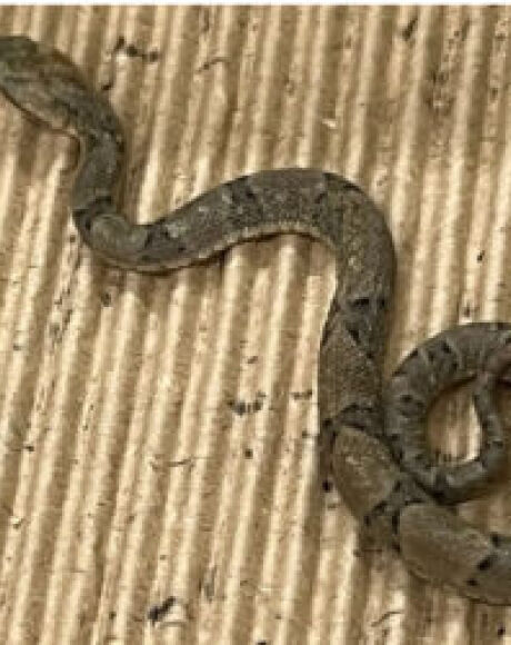 Iti malia! Resgatada, serpente mais perigosa do Brasil d&aacute; &agrave; luz 17 beb&ecirc;s em MS