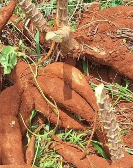 Bandidos invadem horta de madrugada e furtam 25 kg de mandioca em MS
