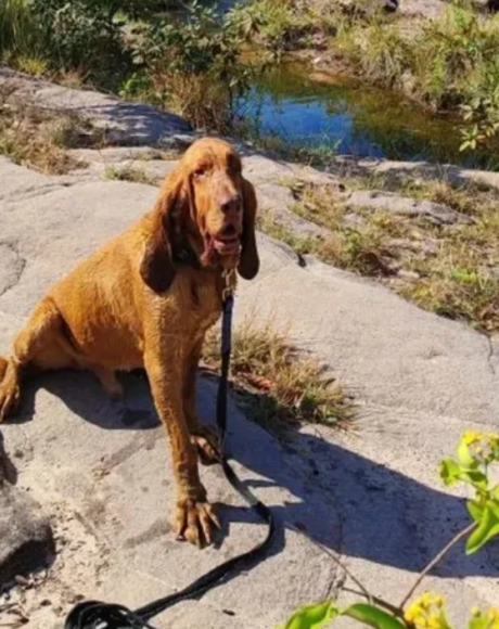Corpo de Bombeiros de Coxim lamenta a morte do c&atilde;o farejador Chef&atilde;o