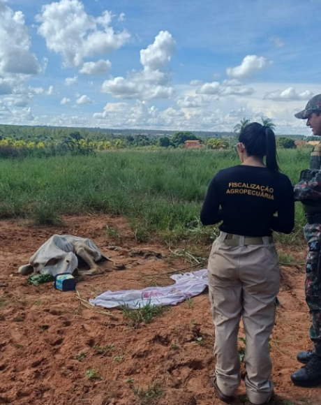 Den&uacute;ncia leva PMA a flagrar maus-tratos a bovino em propriedade rural de Coxim
