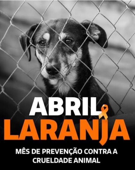 Abril Laranja: um m&ecirc;s para lembrar que os animais tamb&eacute;m sentem dor, medo e amor