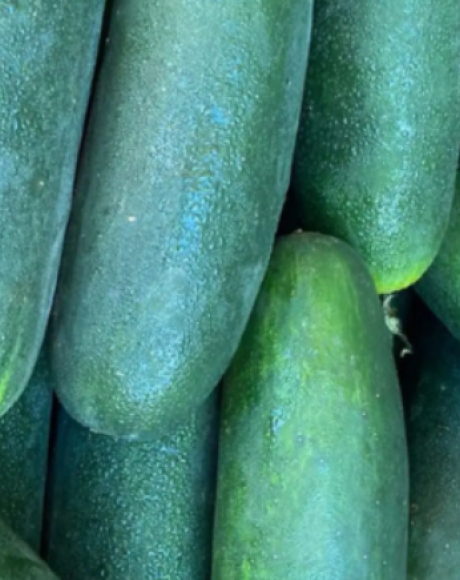 Chuvas intensas faz pre&ccedil;o do pepino e piment&atilde;o verde subir em MS