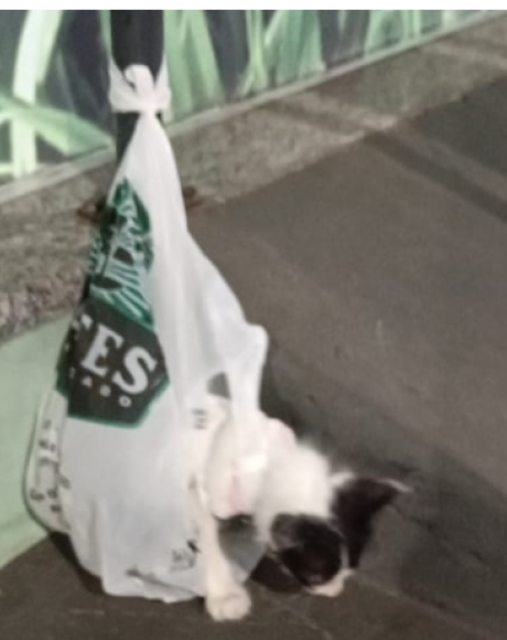 Associa&ccedil;&atilde;o denuncia mulher por abandonar gato em frente a com&eacute;rcio de Coxim; a&ccedil;&atilde;o foi registrada 