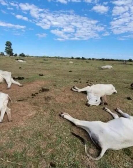 Frio mais intenso preocupa produtores rurais em MS ap&oacute;s mortes de bovinos