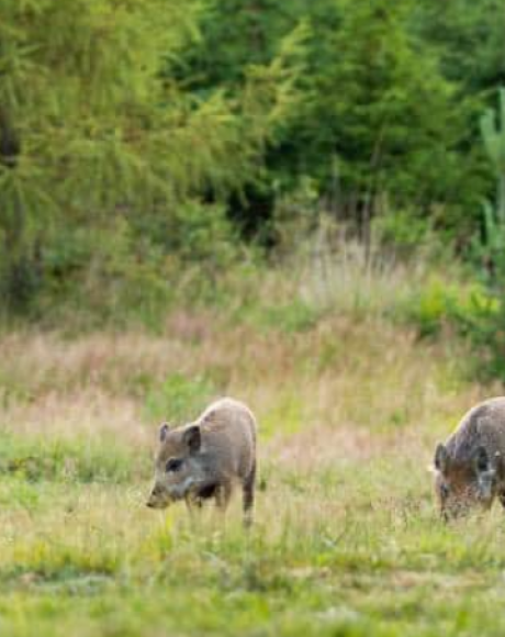 Registro de produtores amplia monitoramento de javalis e suiformes em Mato Grosso do Sul
