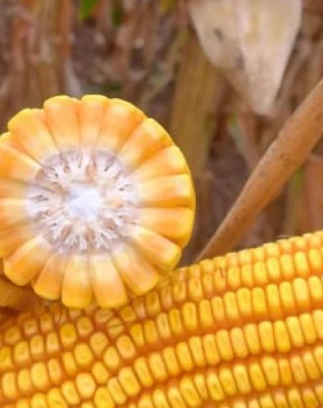 Colheita do milho atinge 2,8% da &aacute;rea em MS; Norte concentra melhores lavouras
