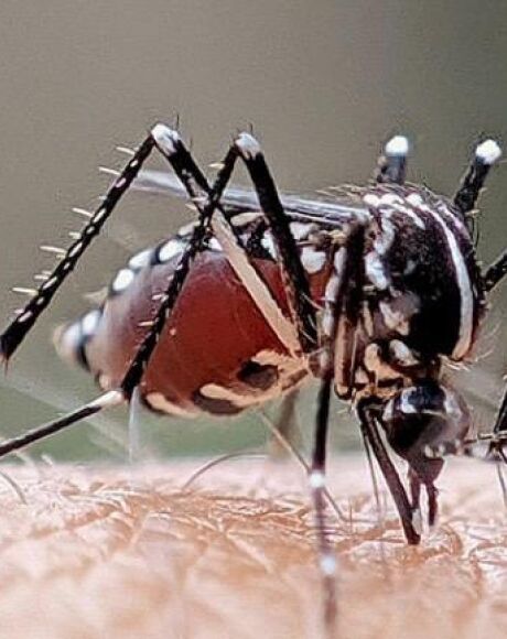 Dengue segue sob controle em Coxim, enquanto chikungunya avan&ccedil;a em munic&iacute;pios de Mato Grosso do Sul