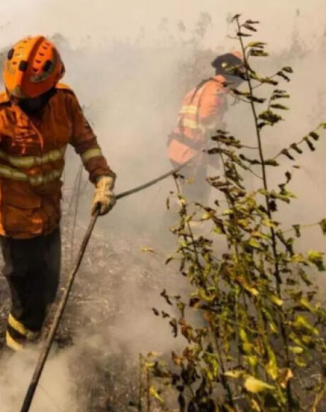 Dia do Pantanal: Reconstrução do bioma passa por punição de quem ateou ou se aproveitou de incêndios