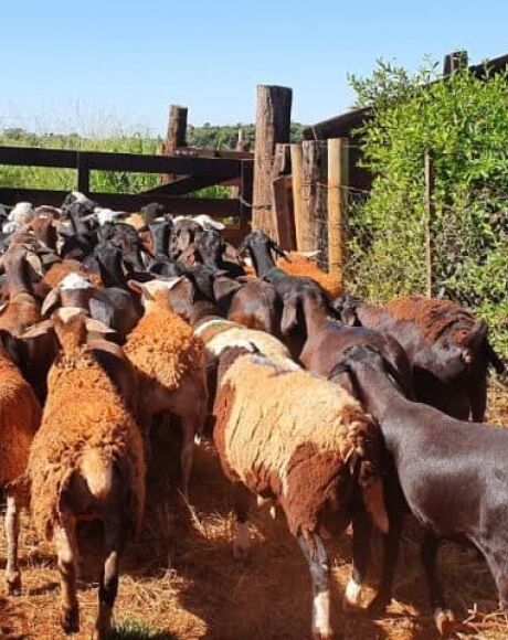 Produtores de ovinos e caprinos terão prazo de um ano para regularizar rebanhos junto a Iagro