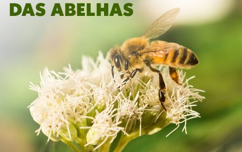 *** O Dia Nacional da Abelha &eacute; comemorado em 03 de outubro. Mais de vinte mil esp&eacute;cies de abelhas j&aacute; foram descritas no mundo todo e um n&uacute;mero indefinido ainda &eacute; desconhecido. S&oacute; no Brasil j&aacute; foram identificadas mais de mil esp&eacute;cies. Sem elas, nossa produ&ccedil;&atilde;o de alimentos, biodiversidade e at&eacute; mesmo nosso modo de vida est&atilde;o amea&ccedil;ados. Infelizmente, essas preciosas criaturas enfrentam uma s&eacute;ria amea&ccedil;a de extin&ccedil;&atilde;o. Pesticidas, mudan&ccedil;as clim&aacute;ticas, perda de habitat e doen&ccedil;as est&atilde;o dizimando popula&ccedil;&otilde;es inteiras de abelhas em todo o mundo. Se n&atilde;o agirmos agora, enfrentaremos uma crise ambiental sem precedentes. A extin&ccedil;&atilde;o das abelhas teria um impacto devastador em nossa agricultura, resultando em menor produ&ccedil;&atilde;o de alimentos e pre&ccedil;os mais altos. A preserva&ccedil;&atilde;o das abelhas n&atilde;o &eacute; apenas uma quest&atilde;o ambiental, &eacute; uma quest&atilde;o de sobreviv&ecirc;ncia. Vamos agir agora para proteger esses pequenos polinizadores que desempenham um papel t&atilde;o grande em nossa exist&ecirc;ncia. O futuro de nosso planeta depende disso.