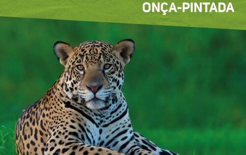29 de Novembro DIA INTERNACIONAL DA ON&Ccedil;A-PINTADA *** Em 29 de novembro, celebramos o Dia Internacional da On&ccedil;a-Pintada, data escolhida pelo Programa das Na&ccedil;&otilde;es Unidas para o Meio Ambiente (PNUMA), com o objetivo de sensibilizar as pessoas, em todo o mundo a respeito da import&acirc;ncia de se proteger o maior felino das Am&eacute;ricas. Nesse dia, celebramos, tamb&eacute;m, o Dia Nacional da On&ccedil;a-Pintada, data oficializada por meio de Portaria do Minist&eacute;rio do Meio Ambiente (MMA), em 16 de outubro, de 2018, com o objetivo de divulgar a import&acirc;ncia ecol&oacute;gica, cultural e econ&ocirc;mica desse animal majestoso. A Portaria declarou, ainda, a on&ccedil;a-pintada como S&iacute;mbolo Brasileiro da Conserva&ccedil;&atilde;o da Biodiversidade. A on&ccedil;a-pintada &eacute; conhecida por diversos nomes: on&ccedil;a-preta, jaguar, yaguaret&eacute;, cangu&ccedil;u, pintada, pinima, pinima-malha-larga e pixuna. Elas podem ser encontradas desde o M&eacute;xico, at&eacute; o norte da Argentina. O Brasil &eacute; o pa&iacute;s das Am&eacute;ricas com a maior popula&ccedil;&atilde;o de on&ccedil;as-pintadas, podendo ser vistas em todos os biomas: Amaz&ocirc;nia, Pantanal, Cerrado, Mata Atl&acirc;ntica e Caatinga, mas &eacute; na Mata Atl&acirc;ntica e na Caatinga que ela &eacute; mais amea&ccedil;ada. Elas se alimentam de animais silvestres como catetos, capivaras, jacar&eacute;s, queixadas, veados e tatus. Da mesma forma que o le&atilde;o, o tigre e o leopardo, a on&ccedil;a emite roncos muito fortes, chamados de esturro. Infelizmente, quase metade da quantidade original das on&ccedil;as pintadas j&aacute; se perdeu, devido &agrave;s altera&ccedil;&otilde;es ambientais provocadas por a&ccedil;&otilde;es humanas, &agrave; ca&ccedil;a predat&oacute;ria criminosa, tanto das on&ccedil;as, quanto de suas presas, que fazem parte de sua alimenta&ccedil;&atilde;o, desmatamentos, queimadas e consequente perda de habitats, o que deixa esses grandes felinos sob grave risco de extin&ccedil;&atilde;o, considerando que as on&ccedil;as-pintadas necessitam de &aacute;reas extensas e com habitat de boa qualidade para sobreviver. As on&ccedil;as s&atilde;o alvo de ca&ccedil;adores desde o in&iacute;cio da coloniza&ccedil;&atilde;o das Am&eacute;ricas, por in&uacute;meros motivos: devido &agrave; ca&ccedil;a recreativa; &agrave; ca&ccedil;a social, representando s&iacute;mbolo de status e for&ccedil;a &agrave;quele que for capaz de capturar o animal; e &agrave; ca&ccedil;a econ&ocirc;mica, para alimentar o com&eacute;rcio ilegal de peles. A ca&ccedil;a &eacute; um crime ambiental, mas infelizmente ainda &eacute; praticada em todo o pa&iacute;s.