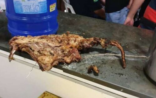 De acordo com a pol&iacute;cia, um dos c&atilde;es que n&atilde;o sobreviveu foi servido como churrasco para participantes de rinha. Foto: Divulga&ccedil;&atilde;o/Pol&iacute;cia Civil do Paran&aacute;