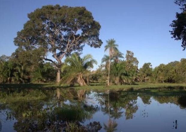 &Aacute;guas voltam a avan&ccedil;ar sobre o Pantanal 