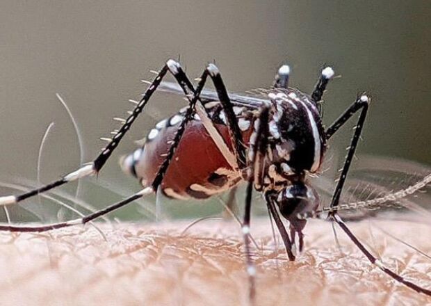 Dengue segue sob controle em Coxim, enquanto chikungunya avan&ccedil;a em munic&iacute;pios de Mato Grosso do Sul