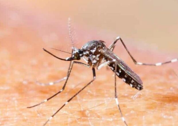 Chikungunya j&aacute; soma quase 10 mil casos em MS 