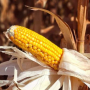 Colheita do milho safrinha avan&ccedil;a lentamente e alcan&ccedil;a apenas 0,1% da &aacute;rea em Mato Grosso do Sul

