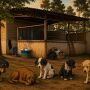 Protetoras criam abaixo-assinado em defesa de animais do CCZ

